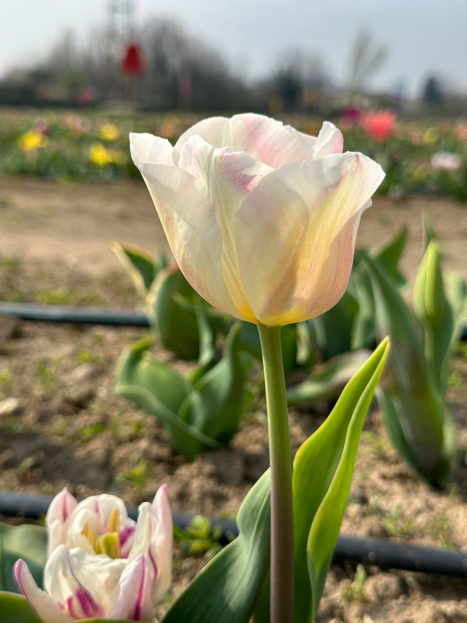 Tulipani mania, da sabato 25 marzo apre il campo fiorito a Vimodrone -  Giornale di Segrate